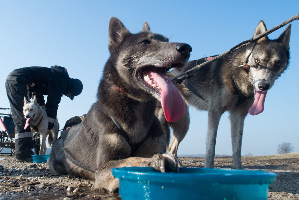 45 Starter mit 250 Hunden zu Schlittenhunderennen in Wörlitz erwartet