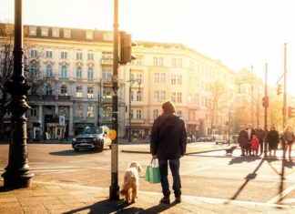 Immer mehr Hunde in Berlin gemeldet