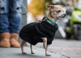 Bitte nicht verhätscheln: Was ein Chihuahua braucht