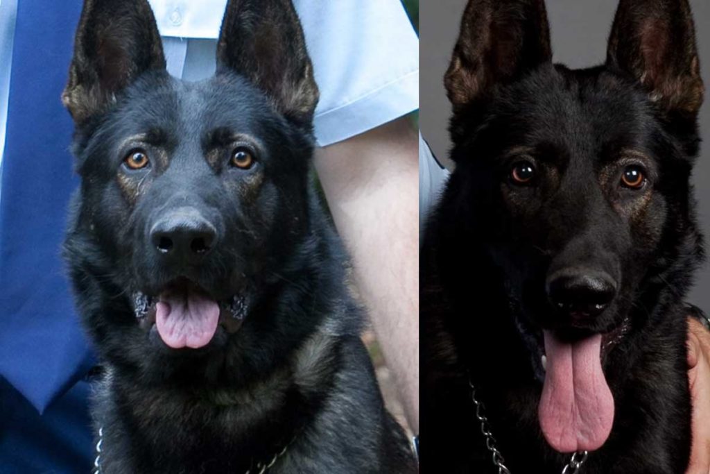 Hitzschlag: Australischer Polizeihund überlebt Verfolgungsjagd nicht