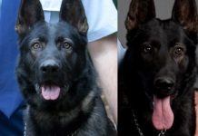 Hitzschlag: Australischer Polizeihund überlebt Verfolgungsjagd nicht