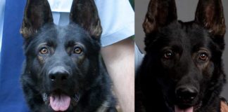 Hitzschlag: Australischer Polizeihund überlebt Verfolgungsjagd nicht