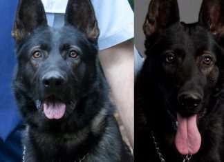 Hitzschlag: Australischer Polizeihund überlebt Verfolgungsjagd nicht