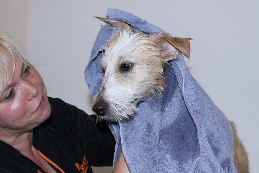 Hunde baden: Im Winter nicht zu oft