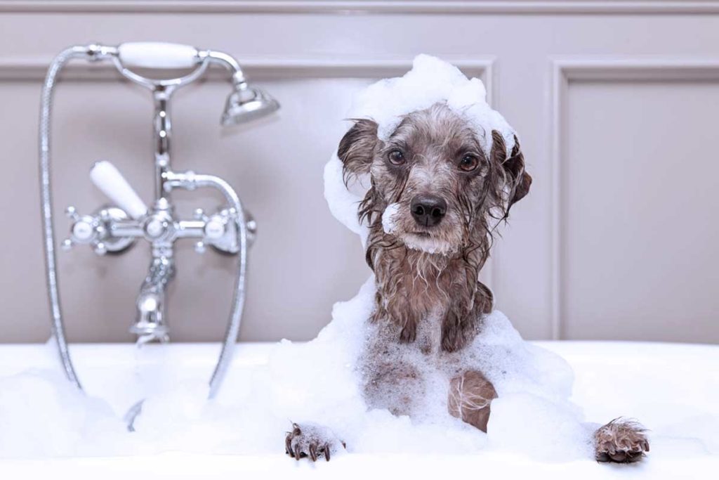 Hund baden: Im Winter nicht zu oft