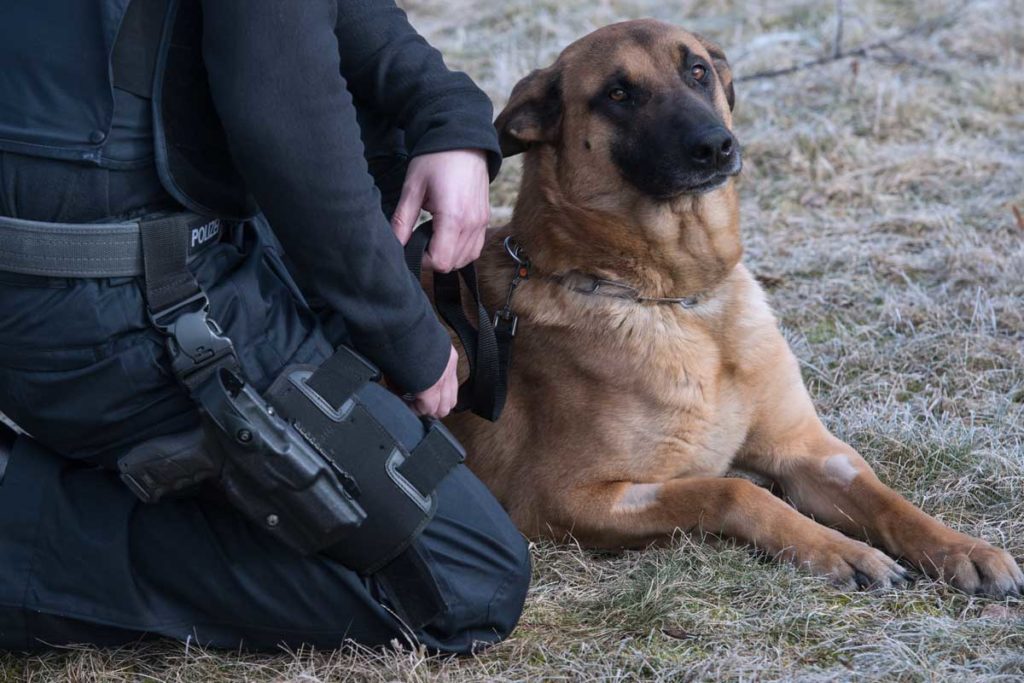 Kein Pardon für Langfinger: Polizeihund Ivo hat den Dreh raus