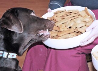 Meerschweinchen-Müsli und Hundefutter: Milliardenmarkt Tierbedarf