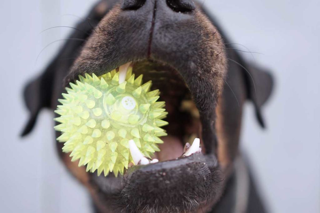 Mundgeruch beim Hund - Zähneputzen hilft