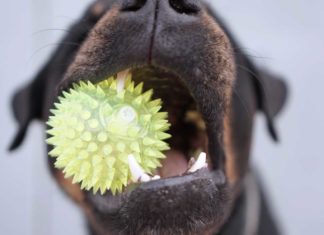 Mundgeruch beim Hund - Zähneputzen hilft