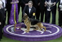 Nach Adele-Song benannter Schäferhund gewinnt New Yorker Hundeshow