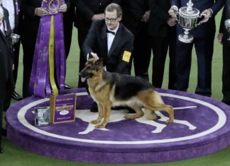 Nach Adele-Song benannter Schäferhund gewinnt New Yorker Hundeshow