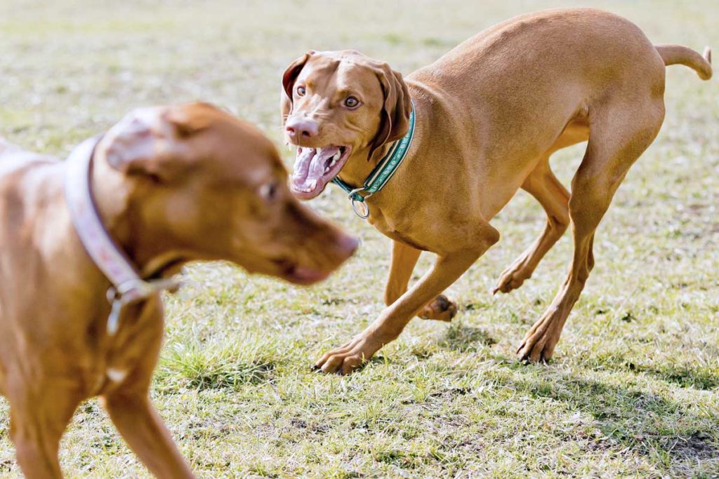 Nicht alle Hunde sind Freunde: So vermeiden Halter Konflikte