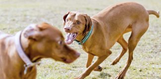 Nicht alle Hunde sind Freunde: So vermeiden Halter Konflikte