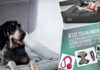 Umfrage: Online-Shopping für Hundebedarf