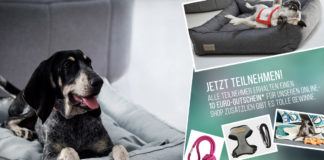 Umfrage: Online-Shopping für Hundebedarf