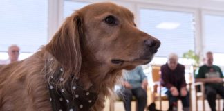 Tiergestützte Therapie - mit Hund, Katze und Co.