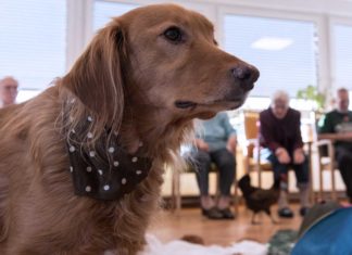 Tiergestützte Therapie - mit Hund, Katze und Co.