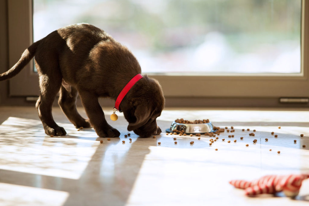 Welpenernährung: Braucht ein Hundebaby Sonderbehandlung?