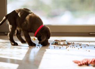 Welpenernährung: Braucht ein Hundebaby Sonderbehandlung?