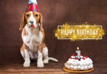 Happy Birthday - urban.dog feiert 1 ganze Woche mit tollen Gewinnen