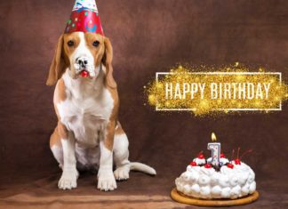 Happy Birthday - urban.dog feiert 1 ganze Woche mit tollen Gewinnen