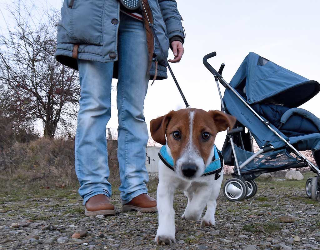 Halter melden Hunde aus Angst vor Kontrolleuren an