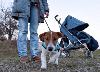 Halter melden Hunde aus Angst vor Kontrolleuren an