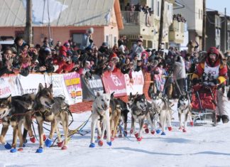 Hundeschlittenrennen Iditarod: 57-Jähriger stellt Rekorde auf