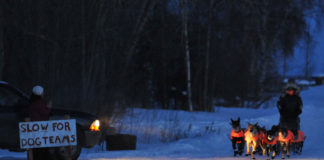 Klirrende Kälte, kein Schnee beim Hundeschlittenrennen Iditarod