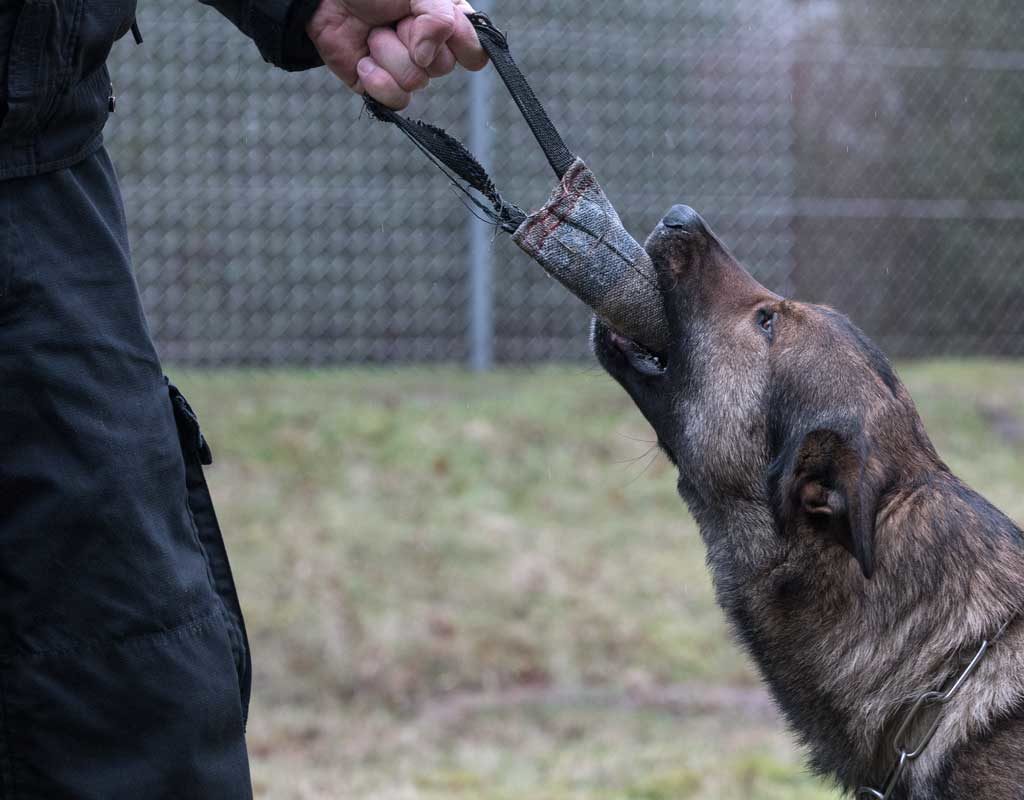 Mit Hund auf Verbrecherjagd