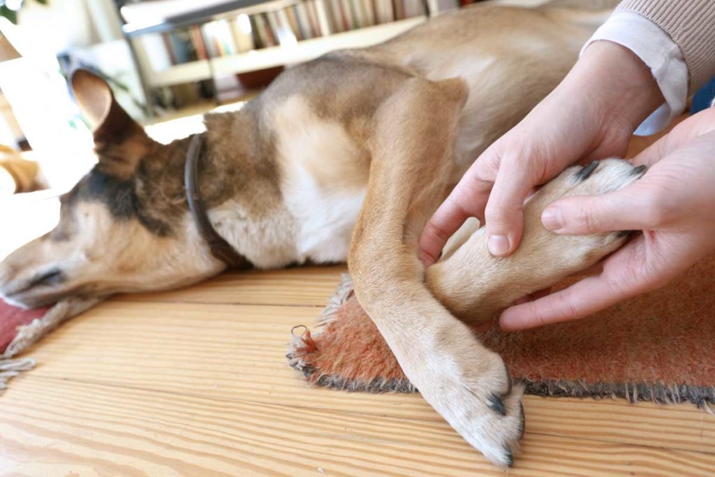 Schlaues Streicheln: Entspannungsübungen für Hunde