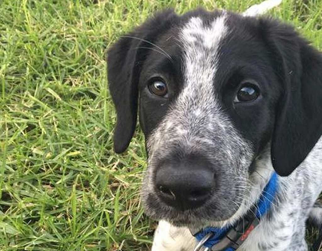 Streunender Hund legt Flugverkehr lahm und wird erschossen