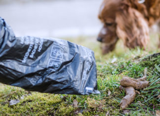 Tüten gegen Tretminen: Städte suchen Paten für Hundekotbeutel