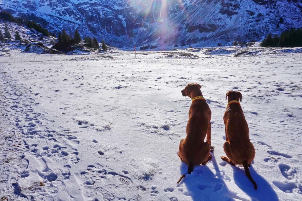 Winterwanderwege im Gasteinertal Österreich - Wandern mit Hund