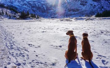 Winterwanderwege im Gasteinertal Österreich - Wandern mit Hund