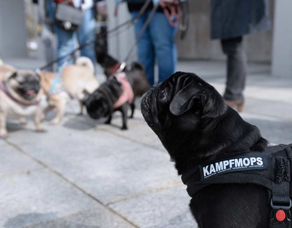 Züchterin verkaufte kranken Hund - Kein Schadenersatz für kranken Mops Ronja