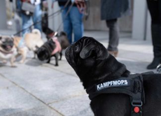 Züchterin verkaufte kranken Hund - Kein Schadenersatz für kranken Mops Ronja