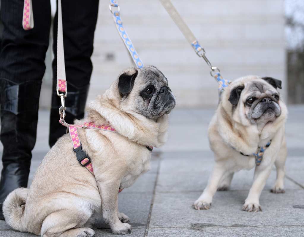 Züchterin verkaufte kranken Hund - Kein Schadenersatz für kranken Mops Ronja