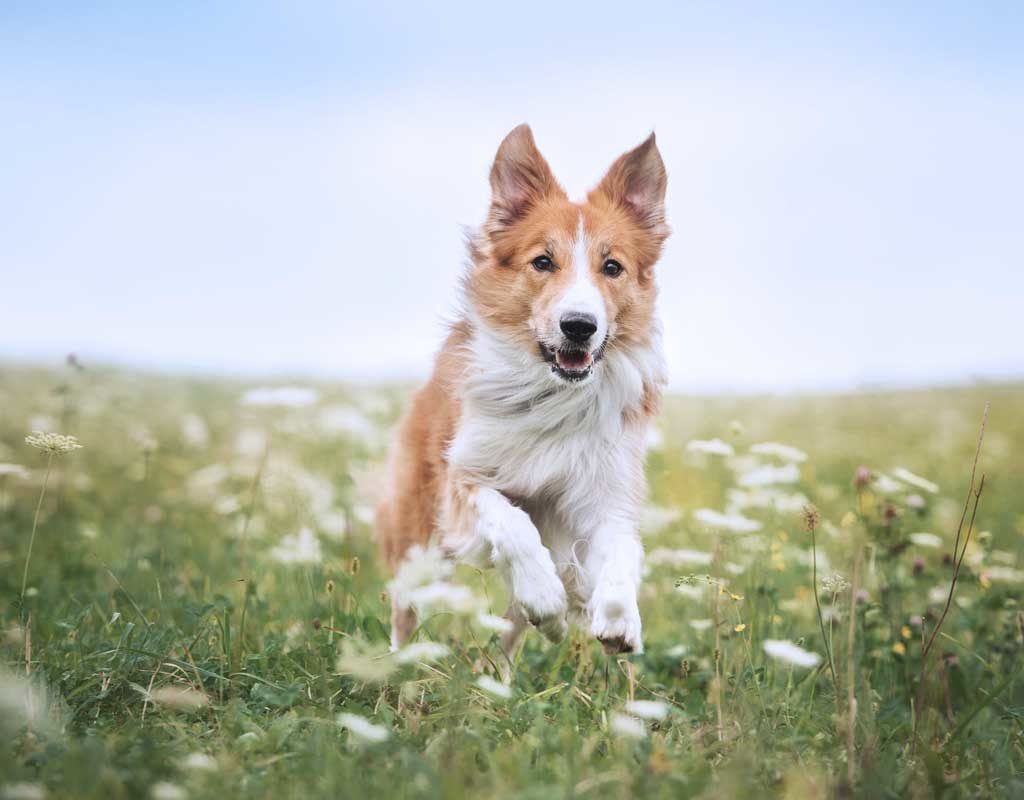 Der Frühling ist da: Zeit für Heuschnupfen bei Mensch und Hund