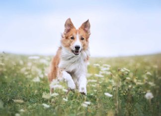 Der Frühling ist da: Zeit für Heuschnupfen bei Mensch und Hund