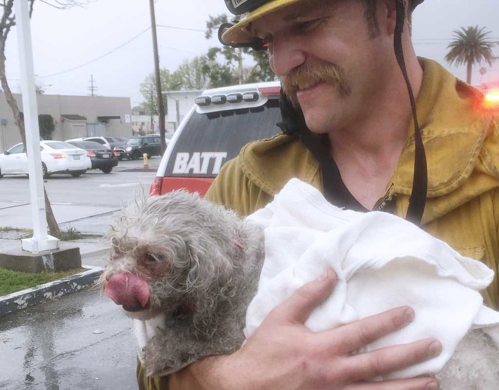 Feuerwehrmann rettet mit Mund-zu-Hund-Beatmung einen Mischling