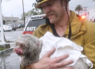 Feuerwehrmann rettet mit Mund-zu-Hund-Beatmung einen Mischling