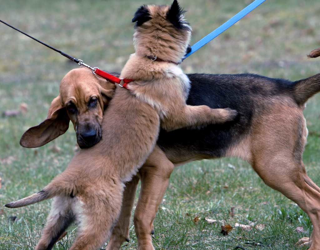 Gut 100 Hunde im Dienst der Polizei - Ausbildung und Pension im Land