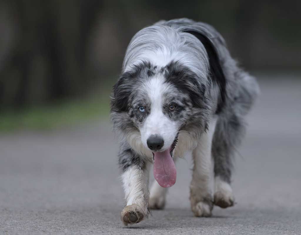 Was tun, wenn das Hundeherz müde wird?