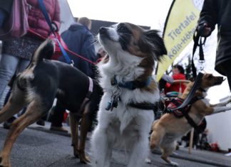 Wenn kein Geld für Futter da ist - Andrang bei Tiertafeln