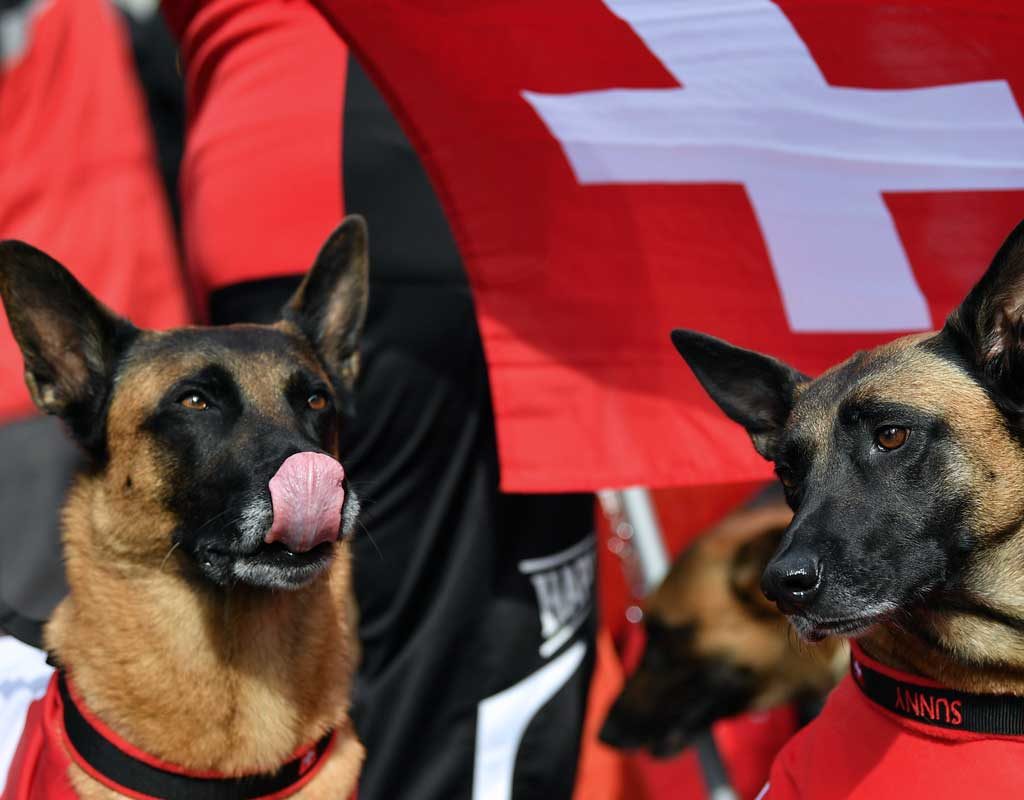 Wettkämpfe bei WM Belgischer Schäferhunde beginnen