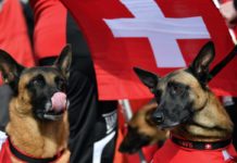 Wettkämpfe bei WM Belgischer Schäferhunde beginnen