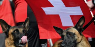 Wettkämpfe bei WM Belgischer Schäferhunde beginnen