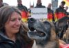 Deutschlands Belgische Schäferhunde sind die besten