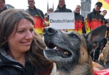 Deutschlands Belgische Schäferhunde sind die besten